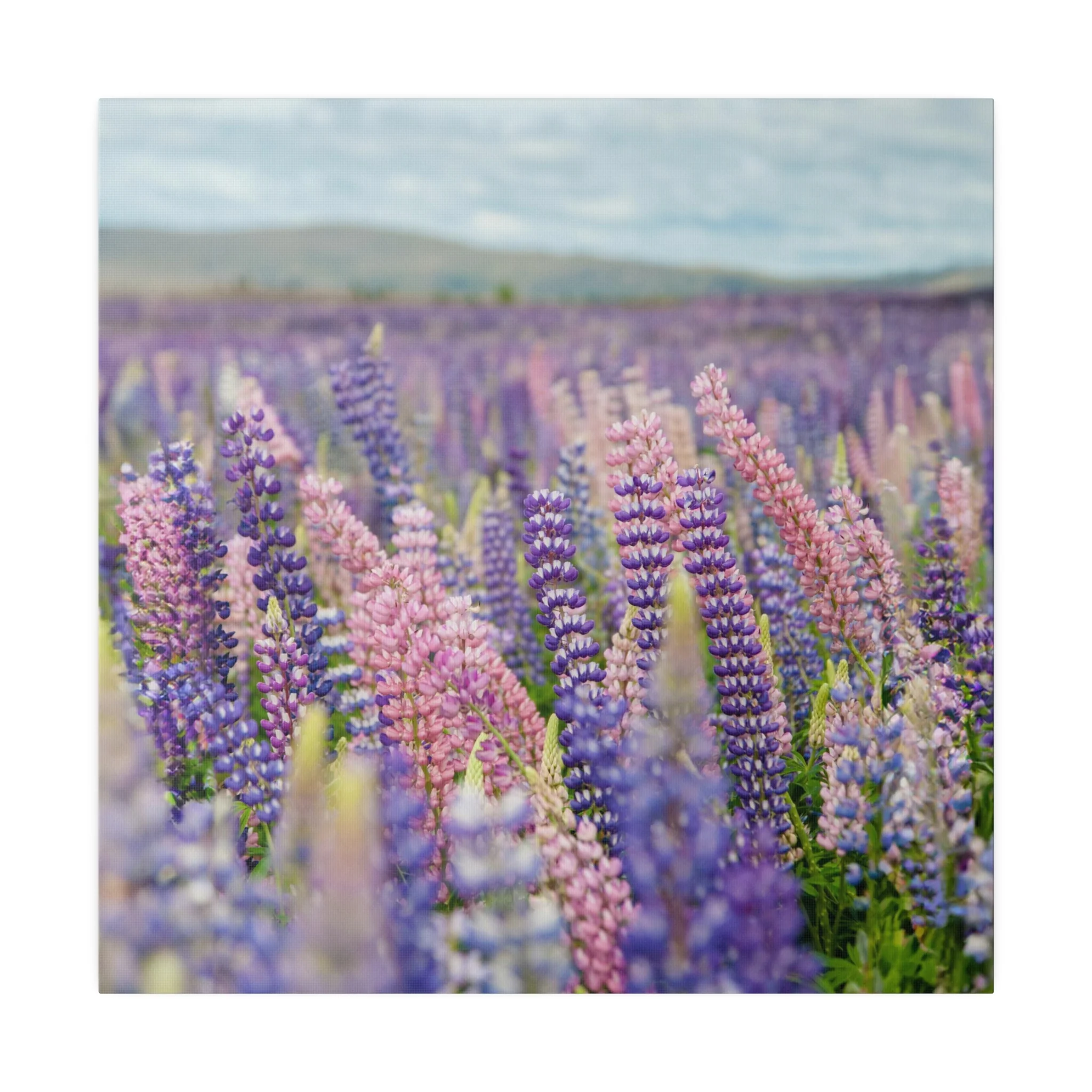 Lavender Flower Wall Art and Canvas Prints - Image 4