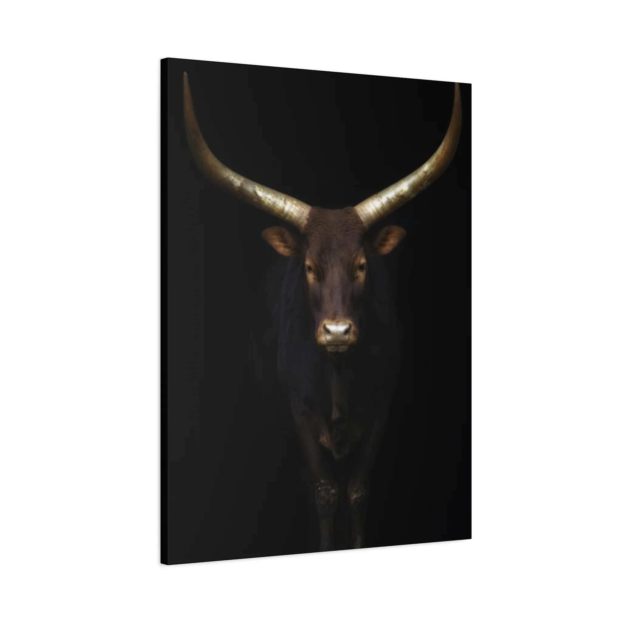 Wild Black Buffalo Longhorn Photos Wall Art & Canvas Prints - Image 11