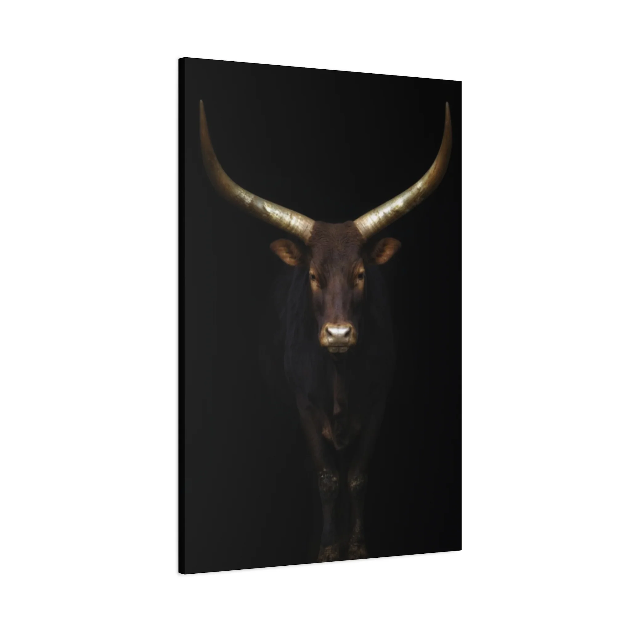 Wild Black Buffalo Longhorn Photos Wall Art & Canvas Prints - Image 14