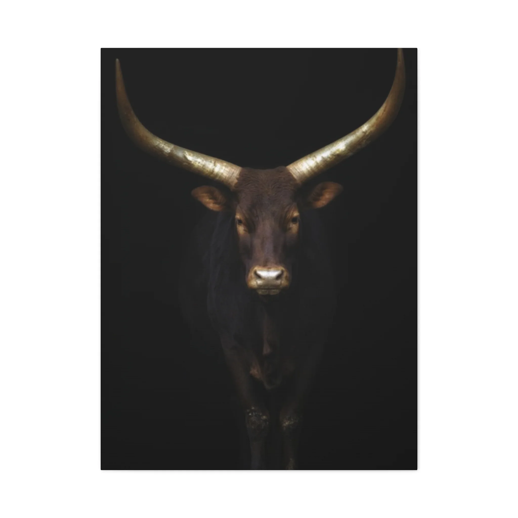 Wild Black Buffalo Longhorn Photos Wall Art & Canvas Prints - Image 3