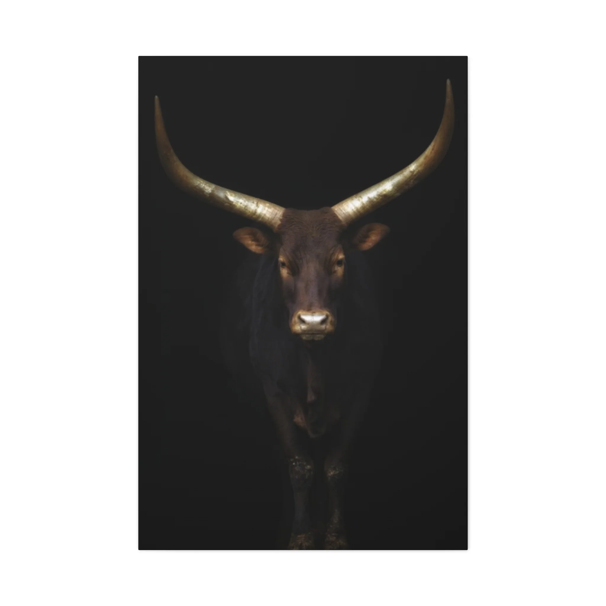 Wild Black Buffalo Longhorn Photos Wall Art & Canvas Prints - Image 4