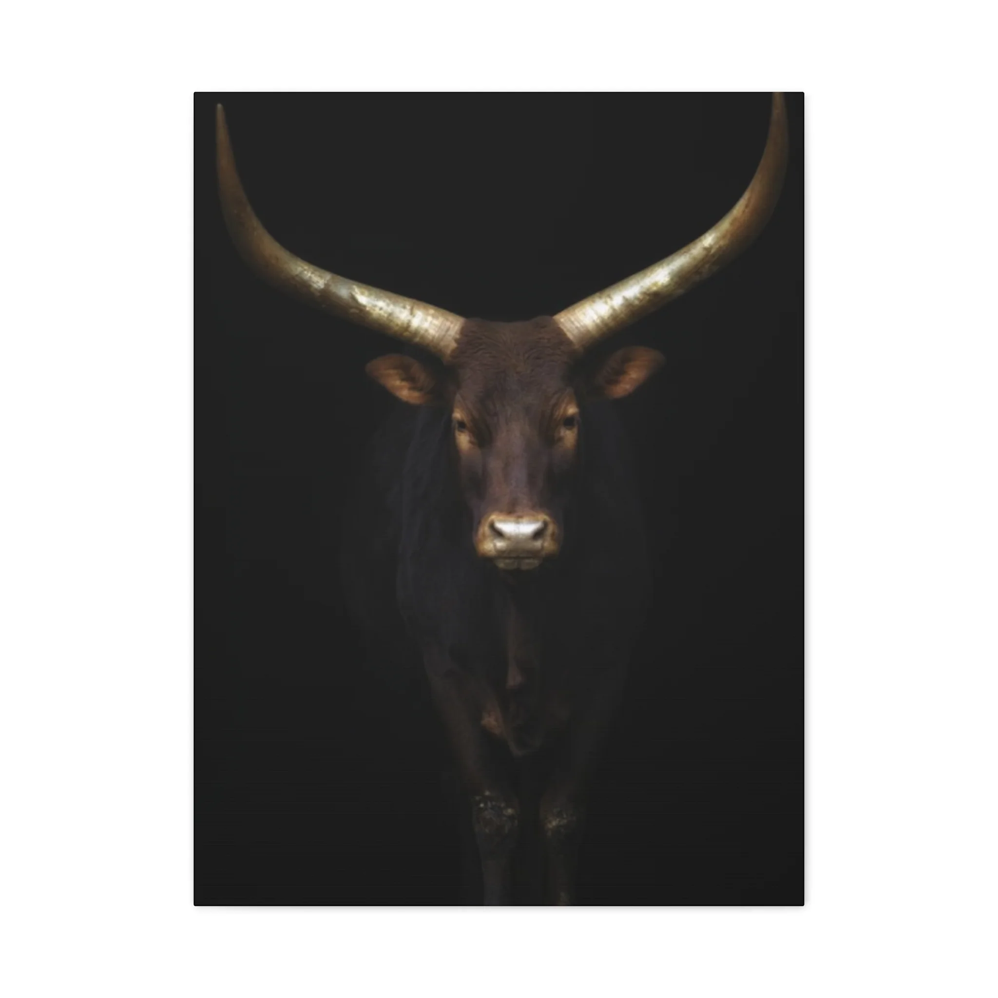Wild Black Buffalo Longhorn Photos Wall Art & Canvas Prints - Image 5