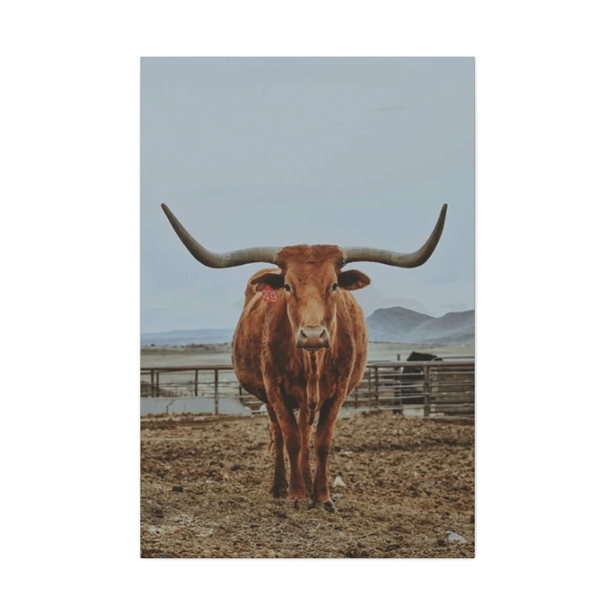 Wild Brown Buffalo Longhorn Wall Art & Canvas Prints - Image 4