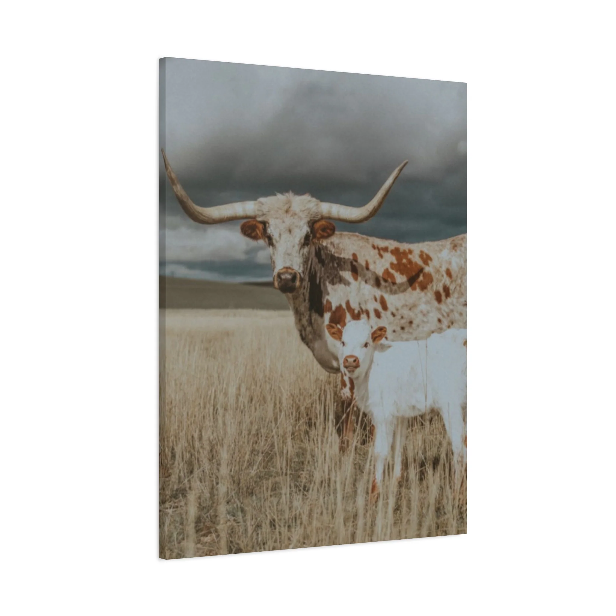 Wild Buffalo Family Longhorn Photos Wall Art & Canvas Prints - Image 11