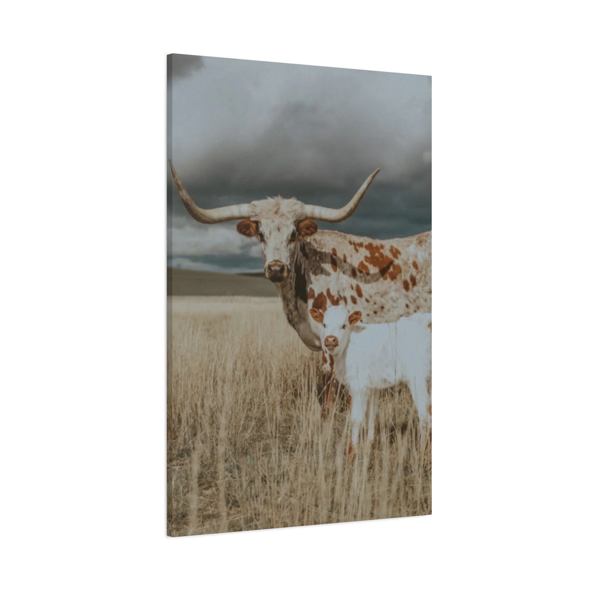 Wild Buffalo Family Longhorn Photos Wall Art & Canvas Prints - Image 14