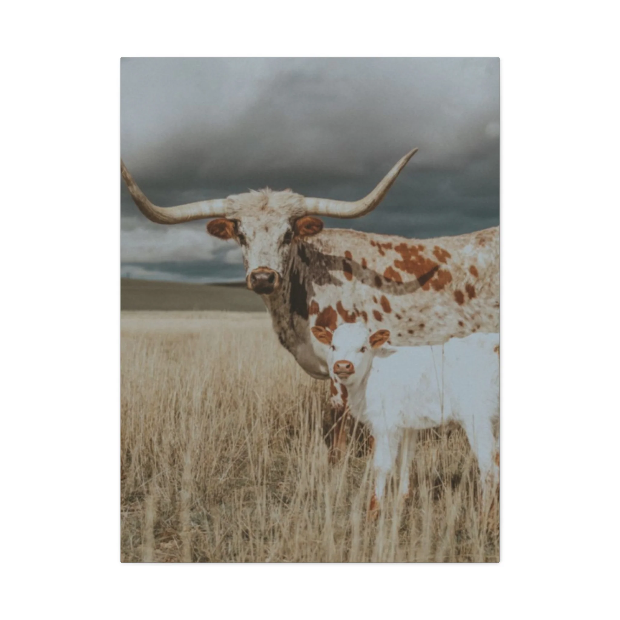 Wild Buffalo Family Longhorn Photos Wall Art & Canvas Prints - Image 3