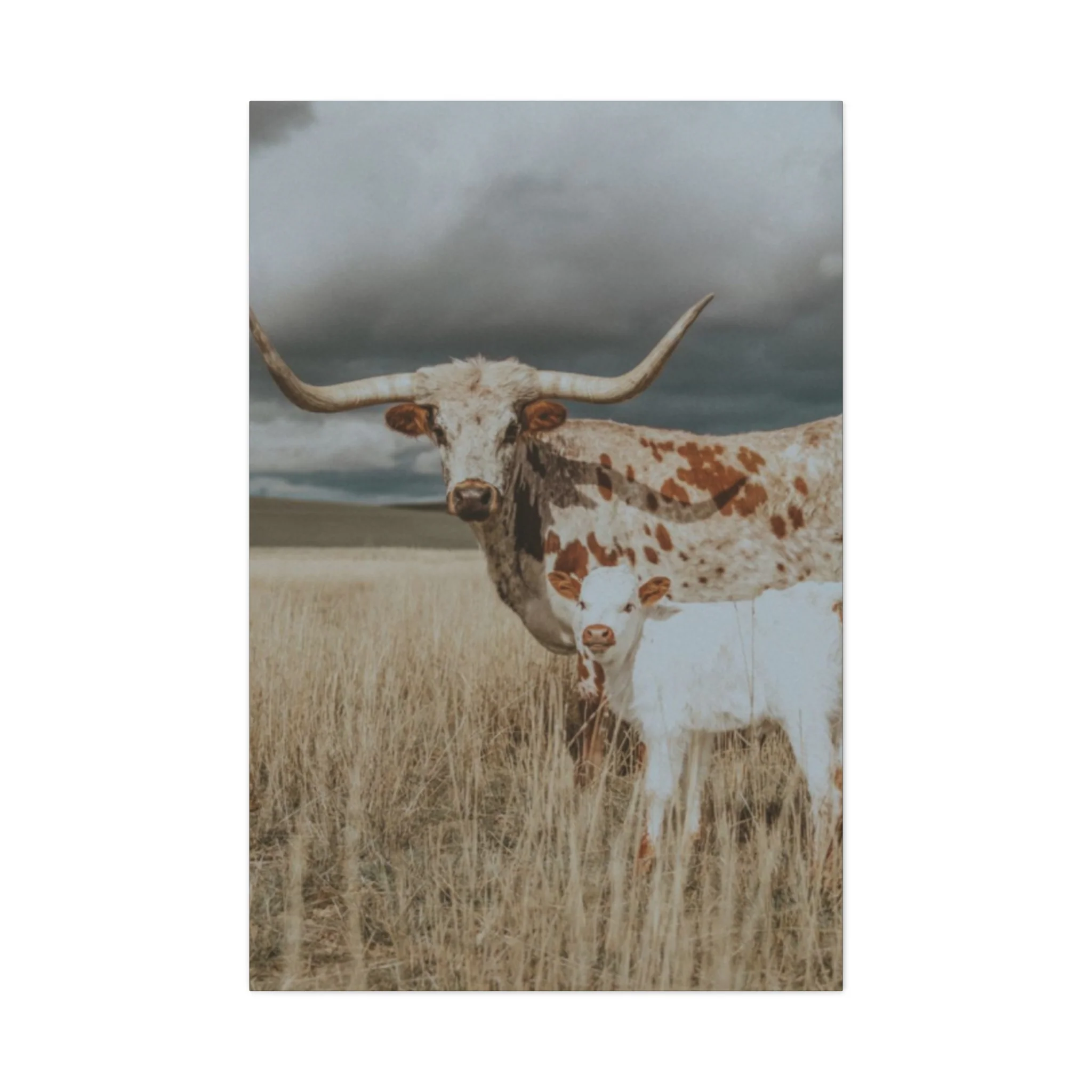 Wild Buffalo Family Longhorn Photos Wall Art & Canvas Prints - Image 4