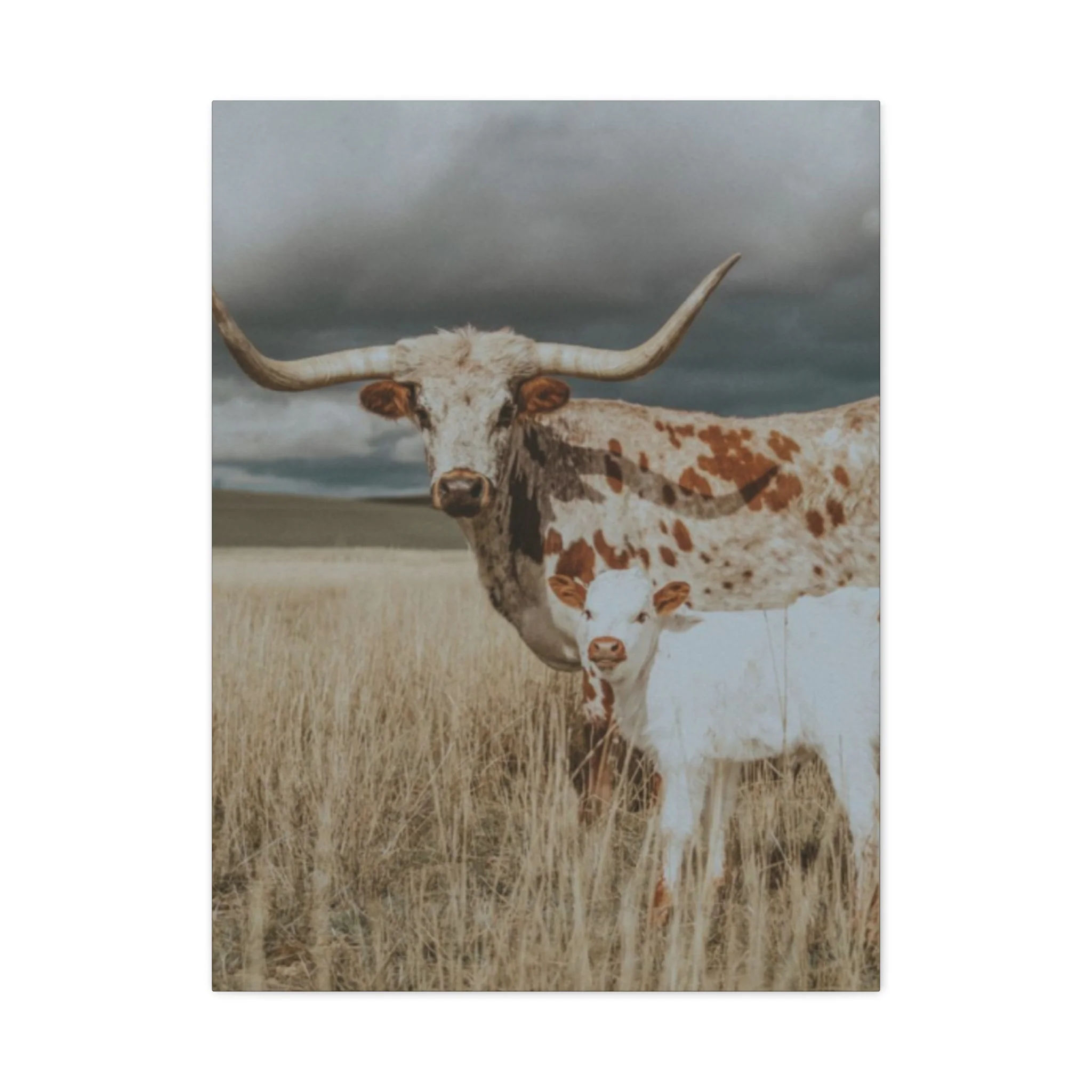 Wild Buffalo Family Longhorn Photos Wall Art & Canvas Prints - Image 5