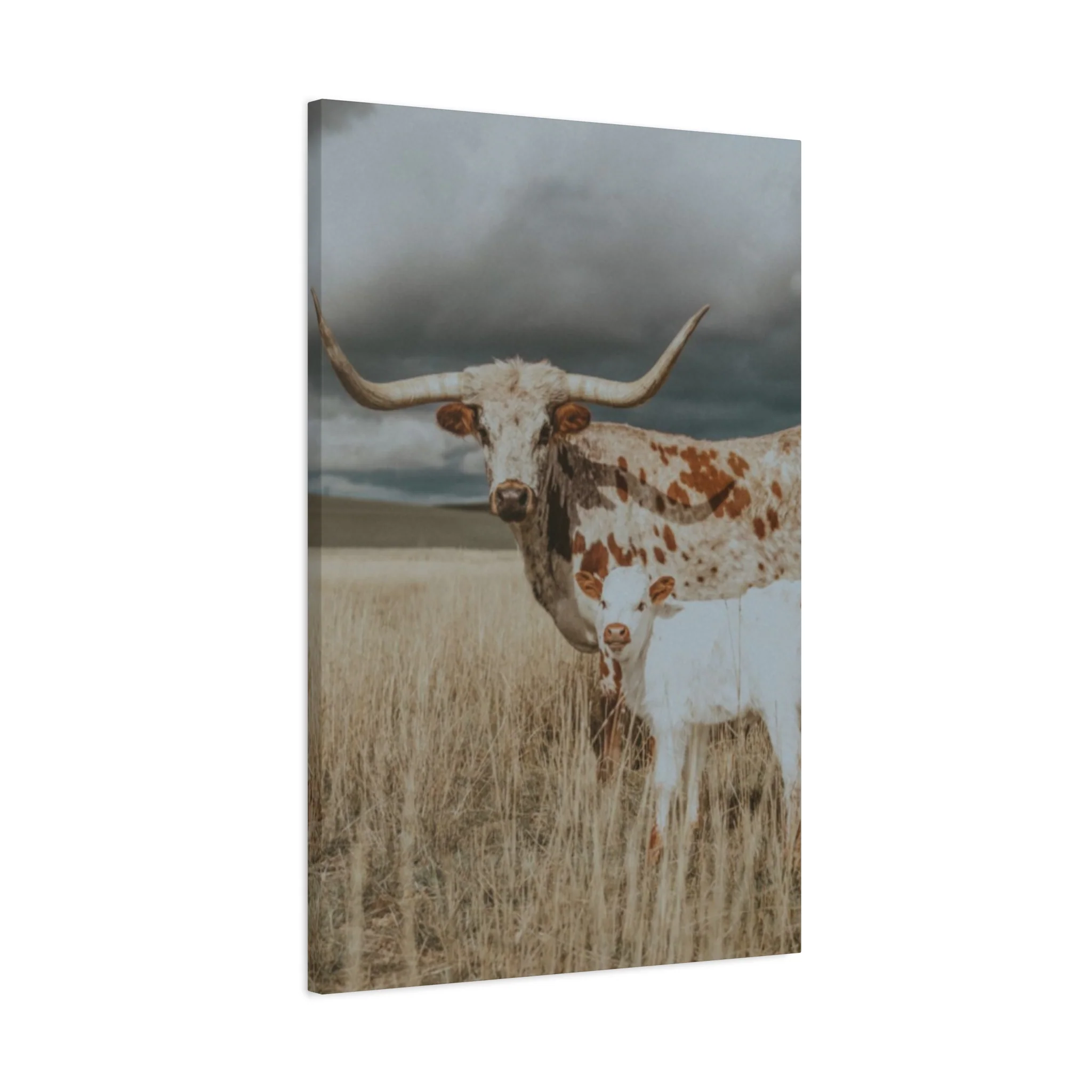 Wild Buffalo Family Longhorn Photos Wall Art & Canvas Prints - Image 8